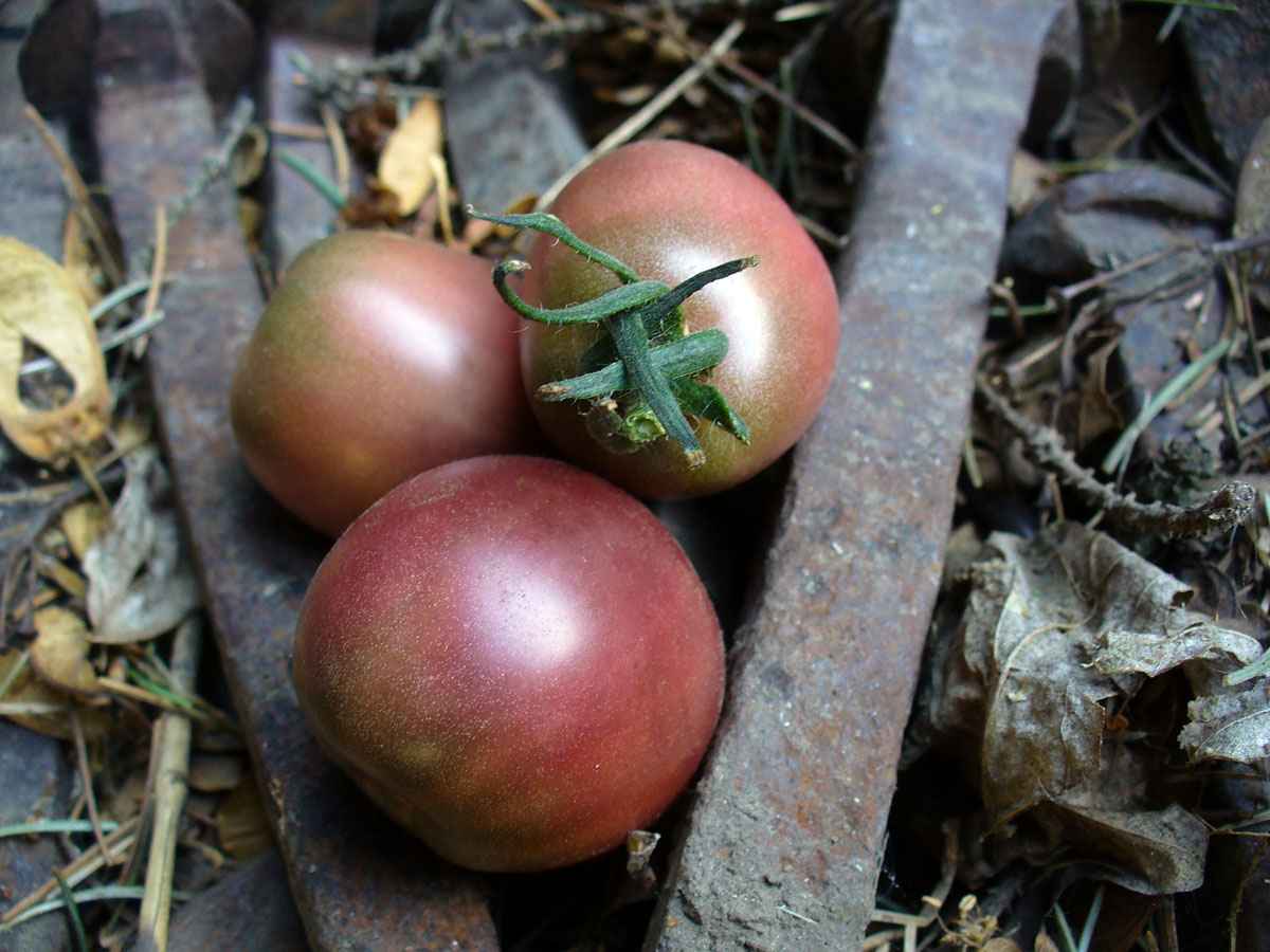 Tomatoes by Susan Fluegel
